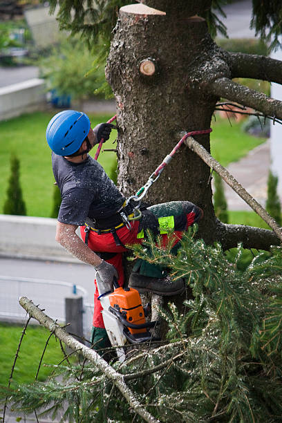 How Our Tree Care Process Works  in  Maple Lake, MN