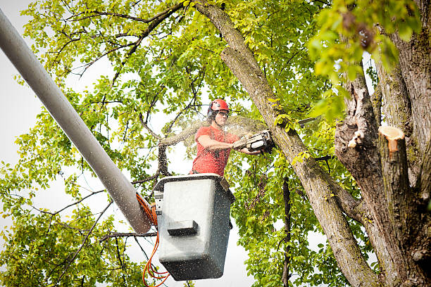 Professional Tree Removal in Maple Lake, MN